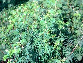 Desmanthus (shrub)